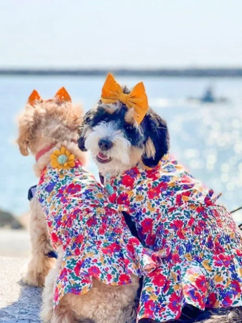 NWT!! Parisian Pet Floral Artsy Dress Ruched Waist - Small